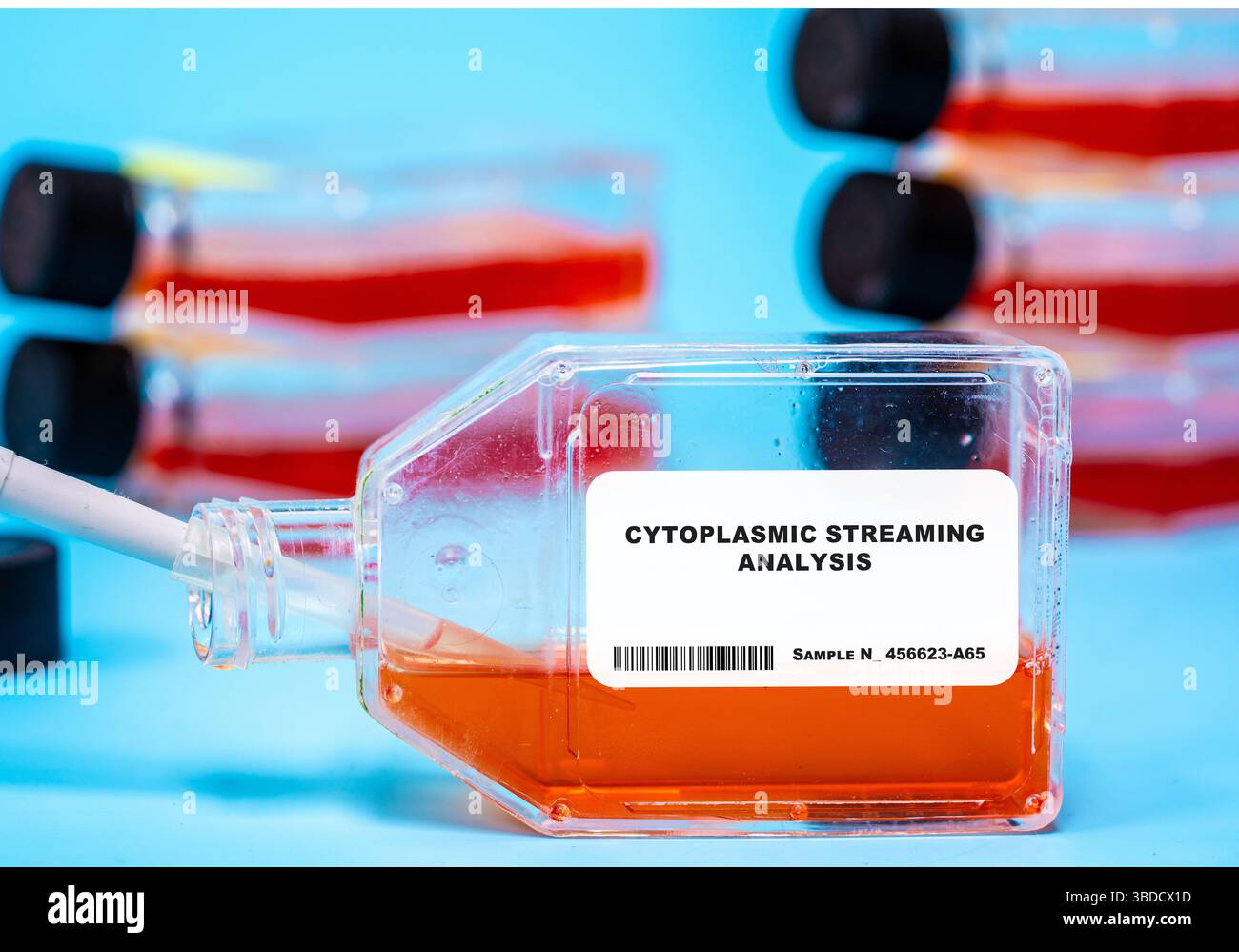Zytoplasmatische Streaminganalyse. Beobachtung und Analyse des zytoplasmatischen Flusses in kultivierten Zellen zur Untersuchung intrazellulärer Transportmechanismen. Zellkulturtechnologien. Stockfoto