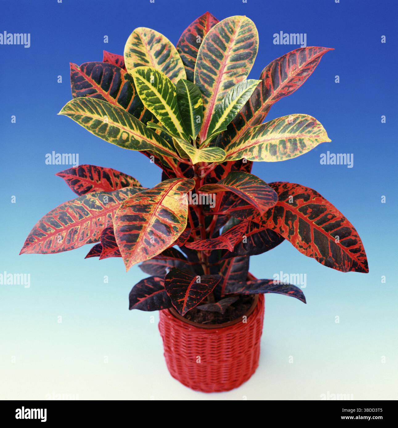 Croton (Codiaeum variegatum var. pictum), Wunderstrauch, Zierstrauch,  Euphorbiaceae, Blumentopf, freistehend, Objekt, quadratisch, giftig, Gift  Stockfotografie - Alamy