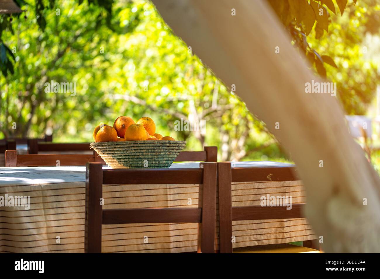 Korb gefüllt mit frischen Orangen auf einem Gartentisch im Freien Stockfoto