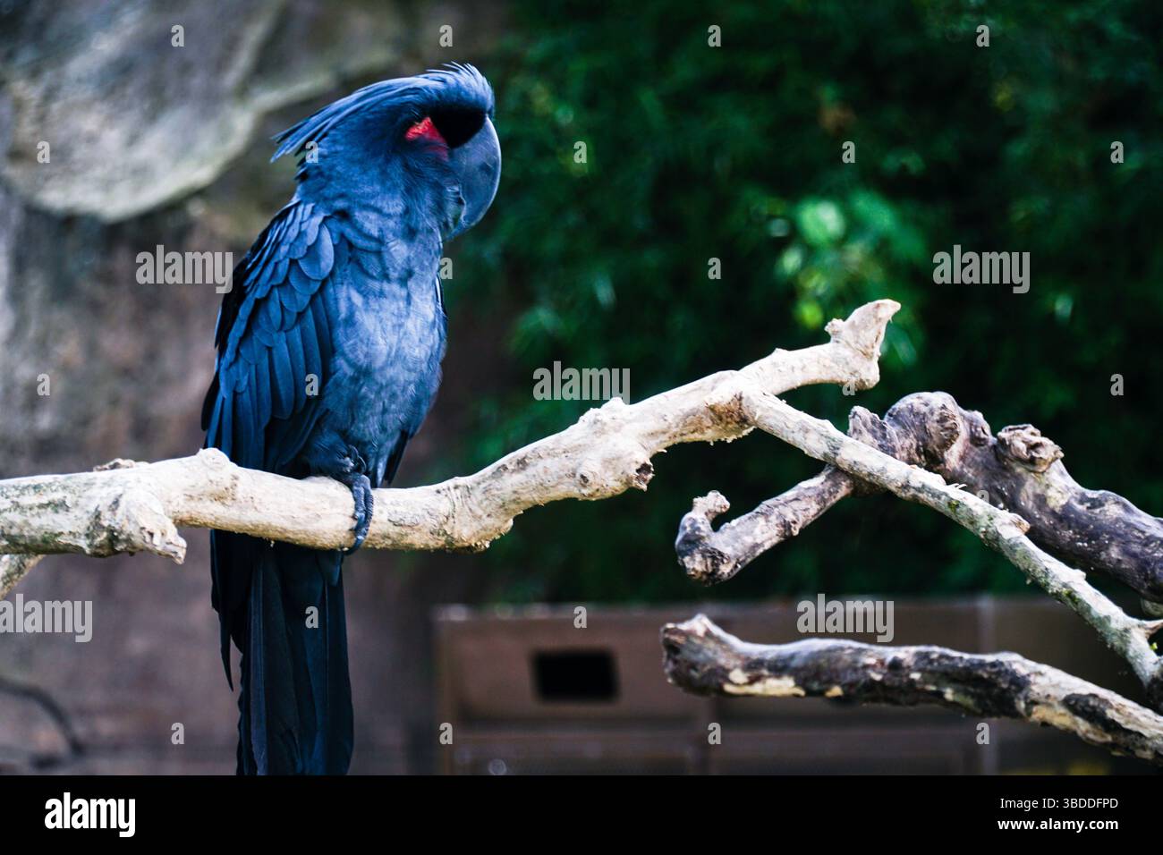 Schwarze Palmkakadu sitzt auf einem Ast, dunkles Gefieder, rote Wangen und ein großer grauer Schnabel sind mit verschwommenem Grün und scharfem Fokus sichtbar. Stockfoto
