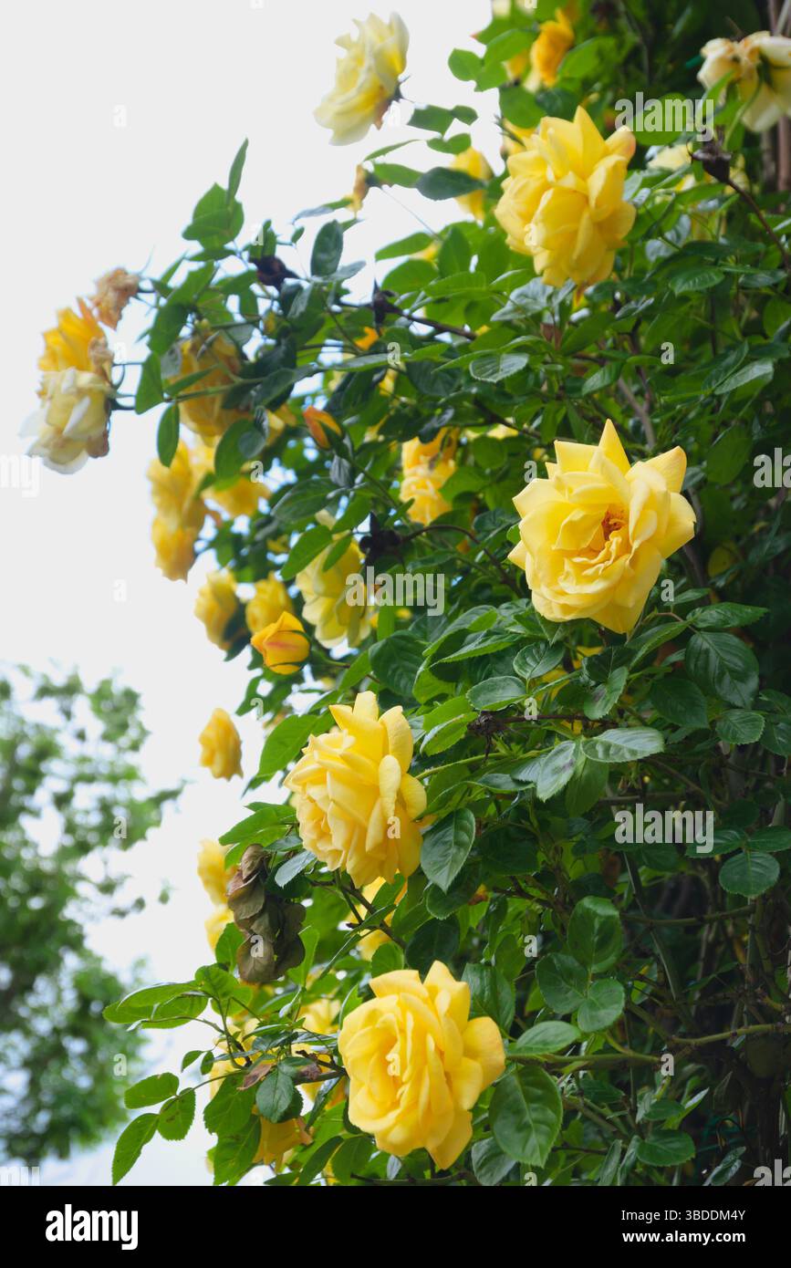 Erstaunliche Blüte gelber Rosen Stockfoto