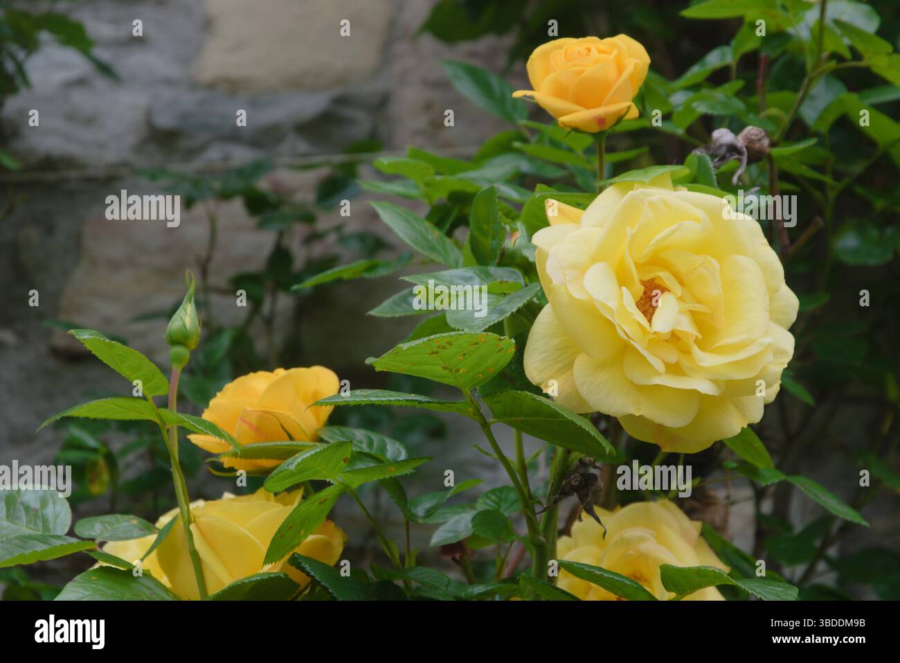 Gartenrosen: Erstaunliche gelbe Rose Stockfoto