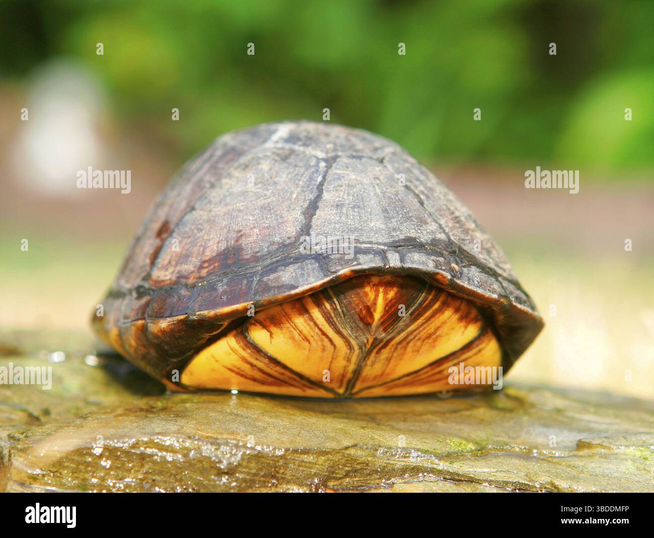 Gestreifte Schlammschildkröte (Kinosternon baurii) Stockfoto