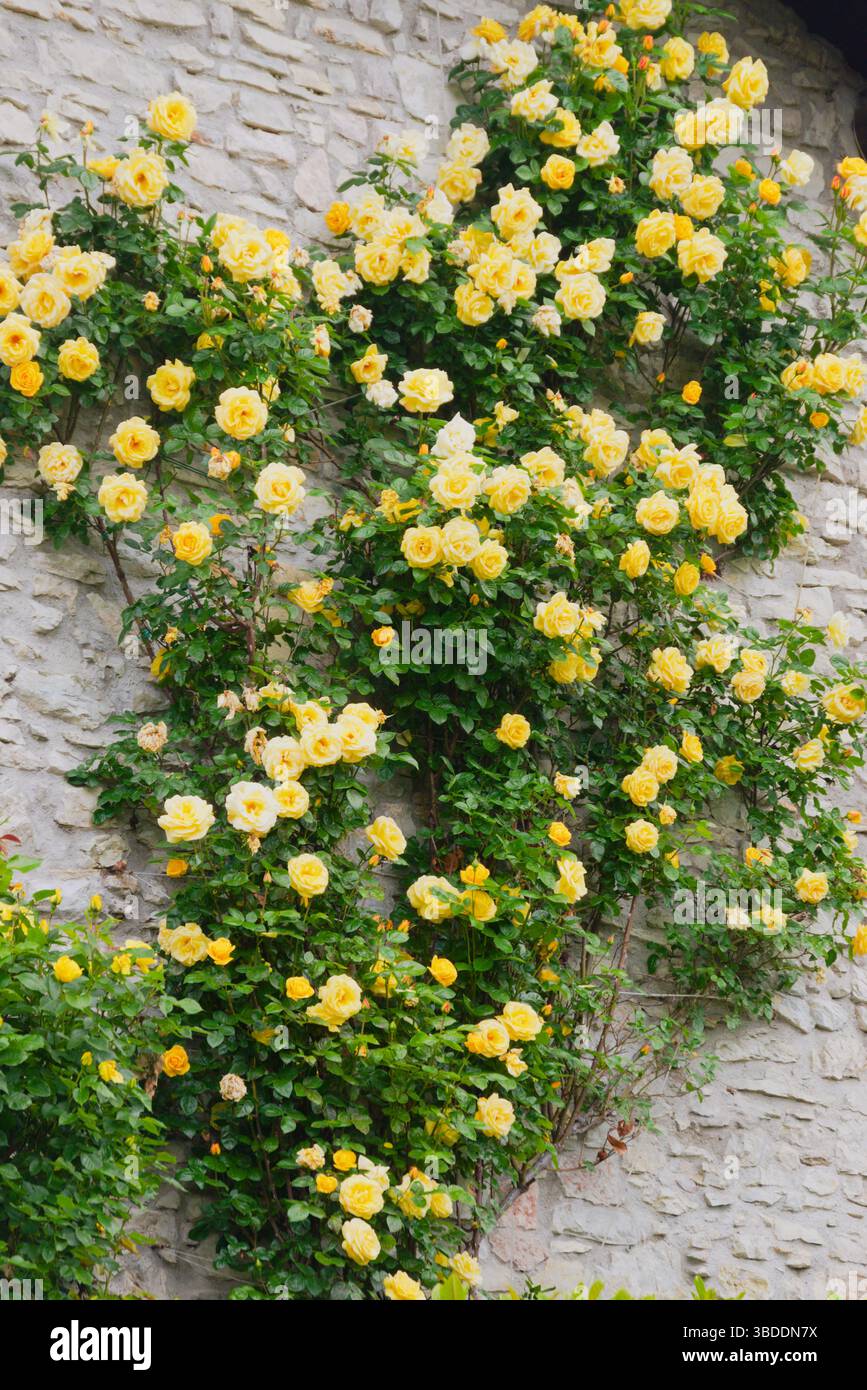 Wundervolle gelbe Rosen an der Außenwand eines Landhauses Stockfoto
