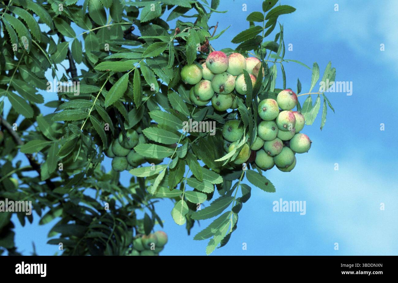 Dienstbäume am Baum, Dienstbäume (Sorbus domestica), Früchte am Baum, Rosaceae, Nutzpflanzen, Pflanzen Stockfoto