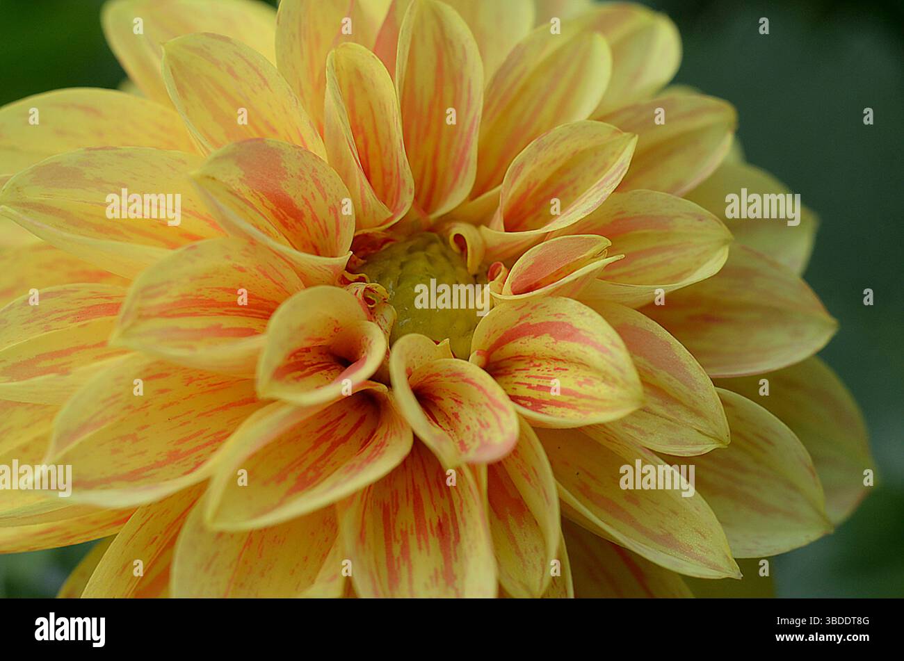 Dahlia 'Dahlietta Coby' Blume im Garten blüht im Sommer. Dahlia pinnata Dahlietta. Stockfoto