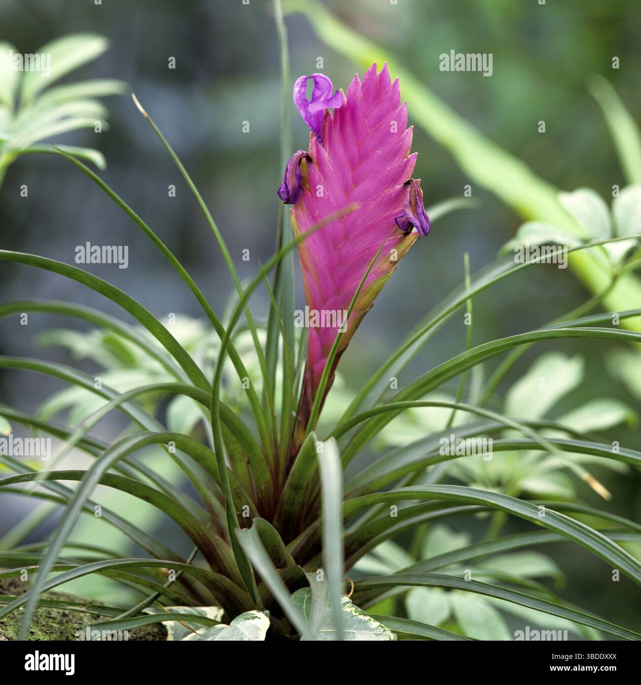 drachenbaum kanarischer Dracaena draco | Drachenbaum | Kanarischer Drachenbaum