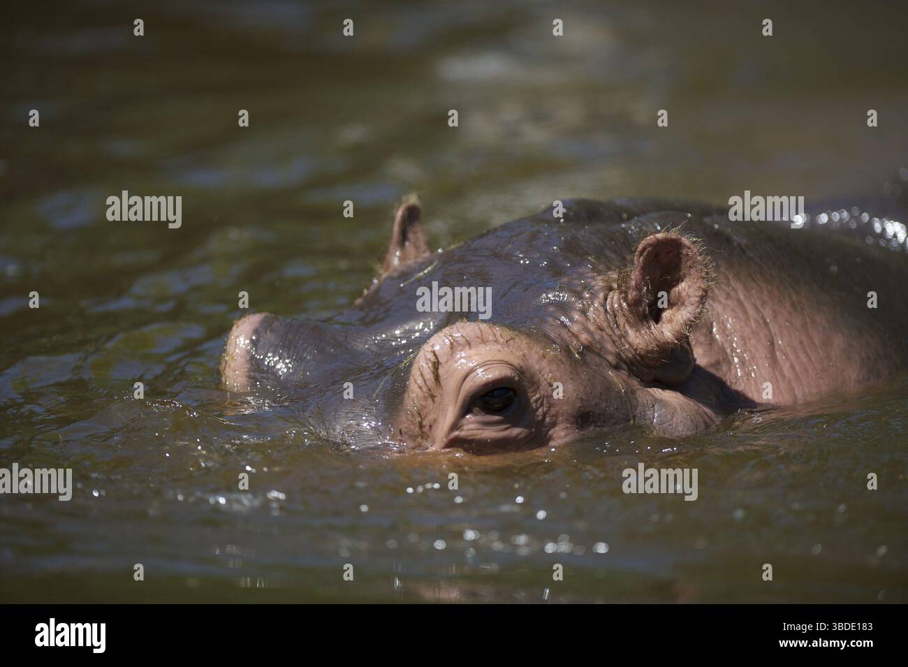 Afrika, afrika, Amphibien, Tier, Wasser, Verhalten, groß, Körper, braun, nah, Kreatur, Gefahr, gefährlich, das, Fett, Flusspferd, grün, grau, Kopf, Stockfoto