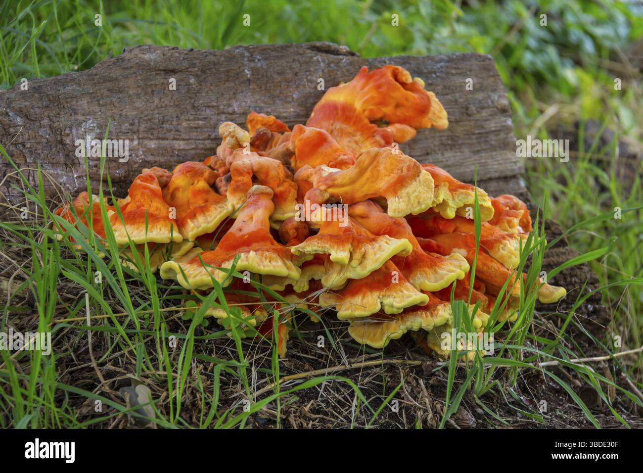 Pilz Stockfoto