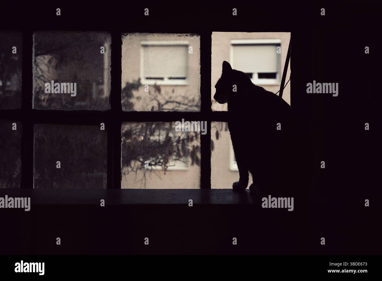 Silhouette einer schwarzen Katze auf dem schwarzen Rahmen eines alten Fensters in der Lobby des Gebäudes. Stockfoto