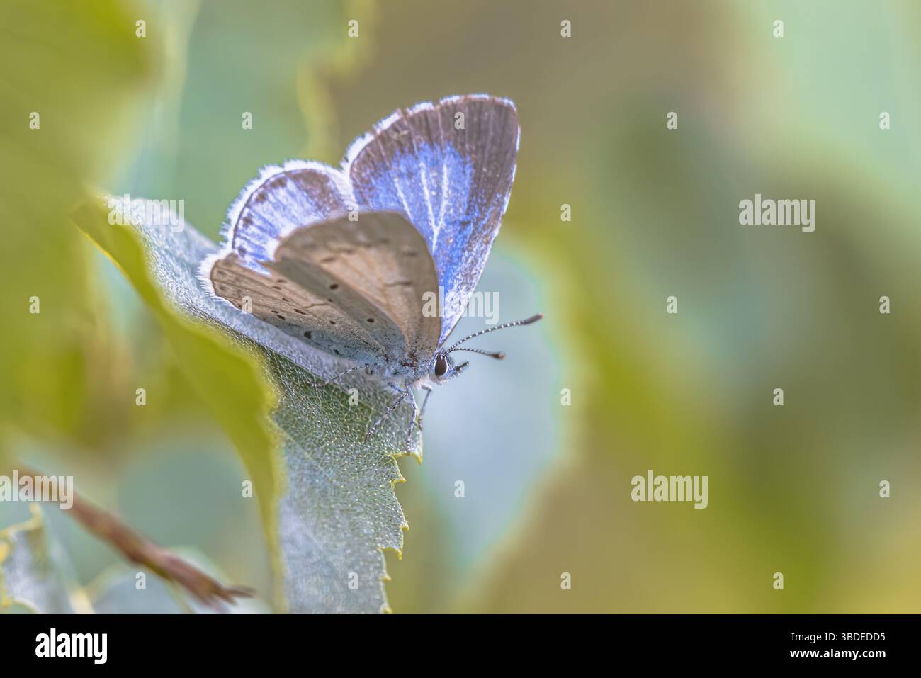Holly Blue (Celastrina argiolus) ist ein Schmetterling, der zur Familie der Lycaeniden oder Blues gehört und in der Paläarktis beheimatet ist. Naturszene Stockfoto