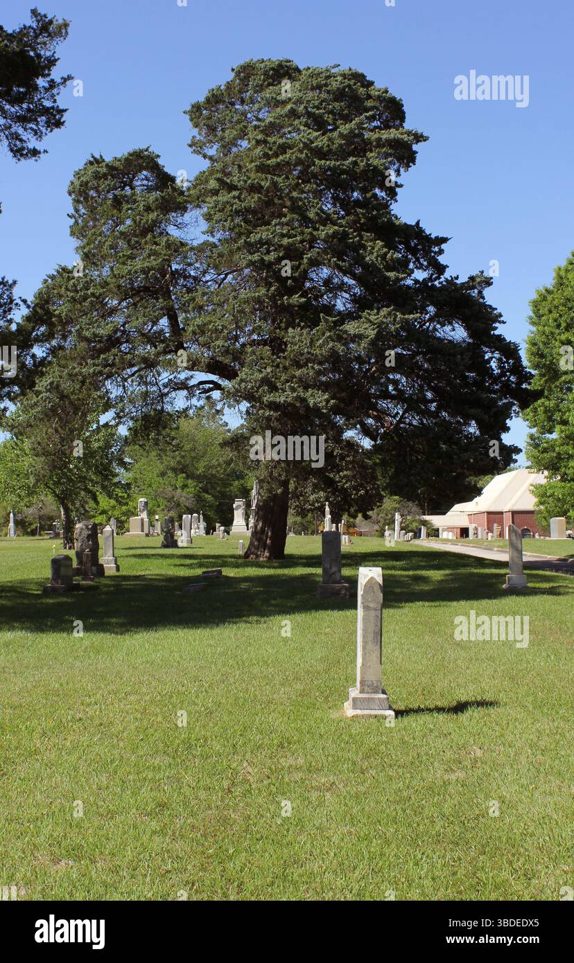 Historischer Oakwood Cemetery mit großem Zedernbaum in Tyler Texas Stockfoto