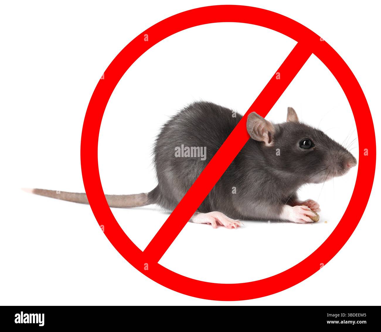Kleine Ratte mit rotem Verbotsschild auf weißem Hintergrund. Schädlingsbekämpfung Stockfoto