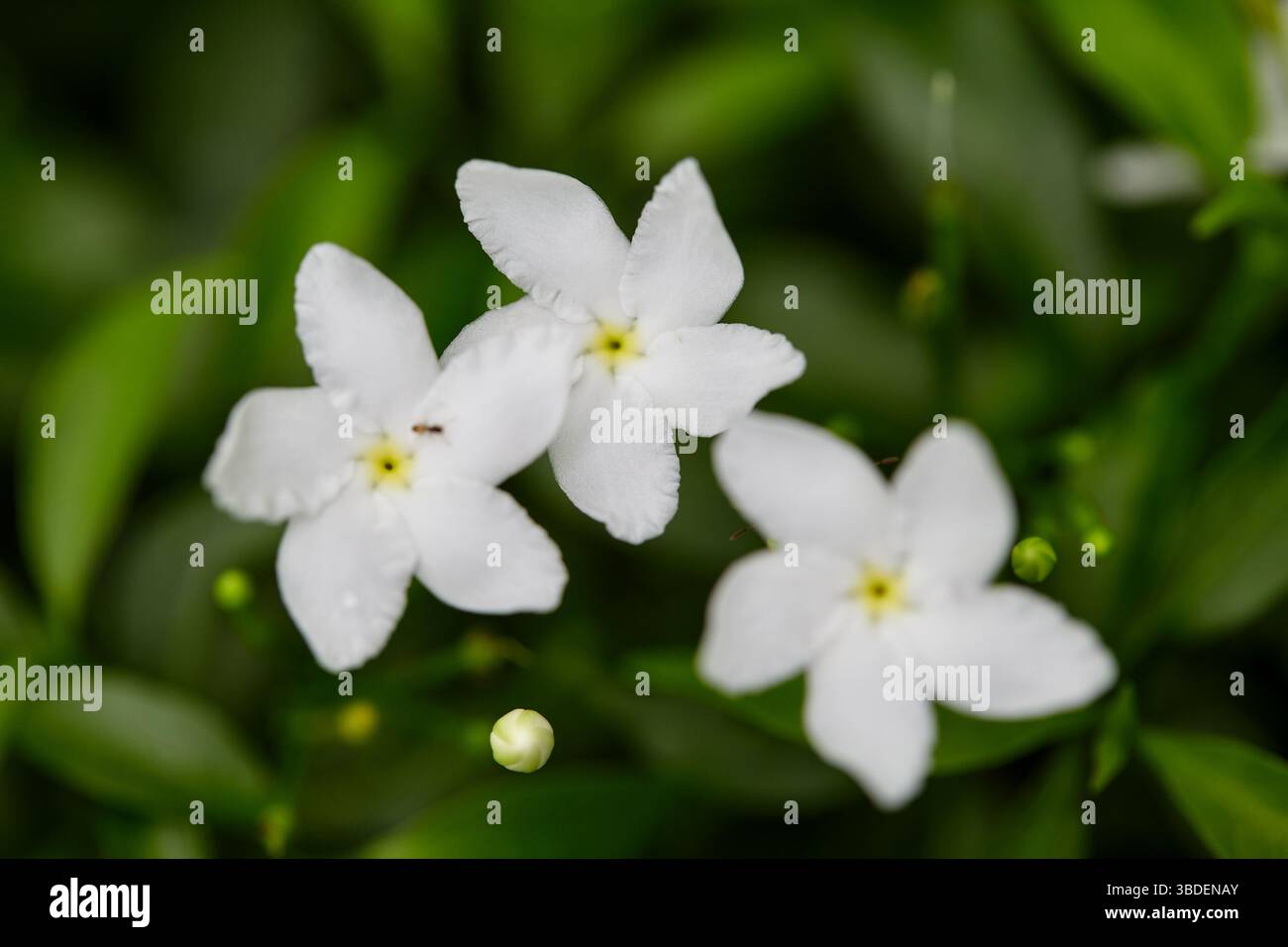 Nahaufnahme des weißen Gerdenia Crape Jasmin, der auf grünem Blatt blüht Stockfoto