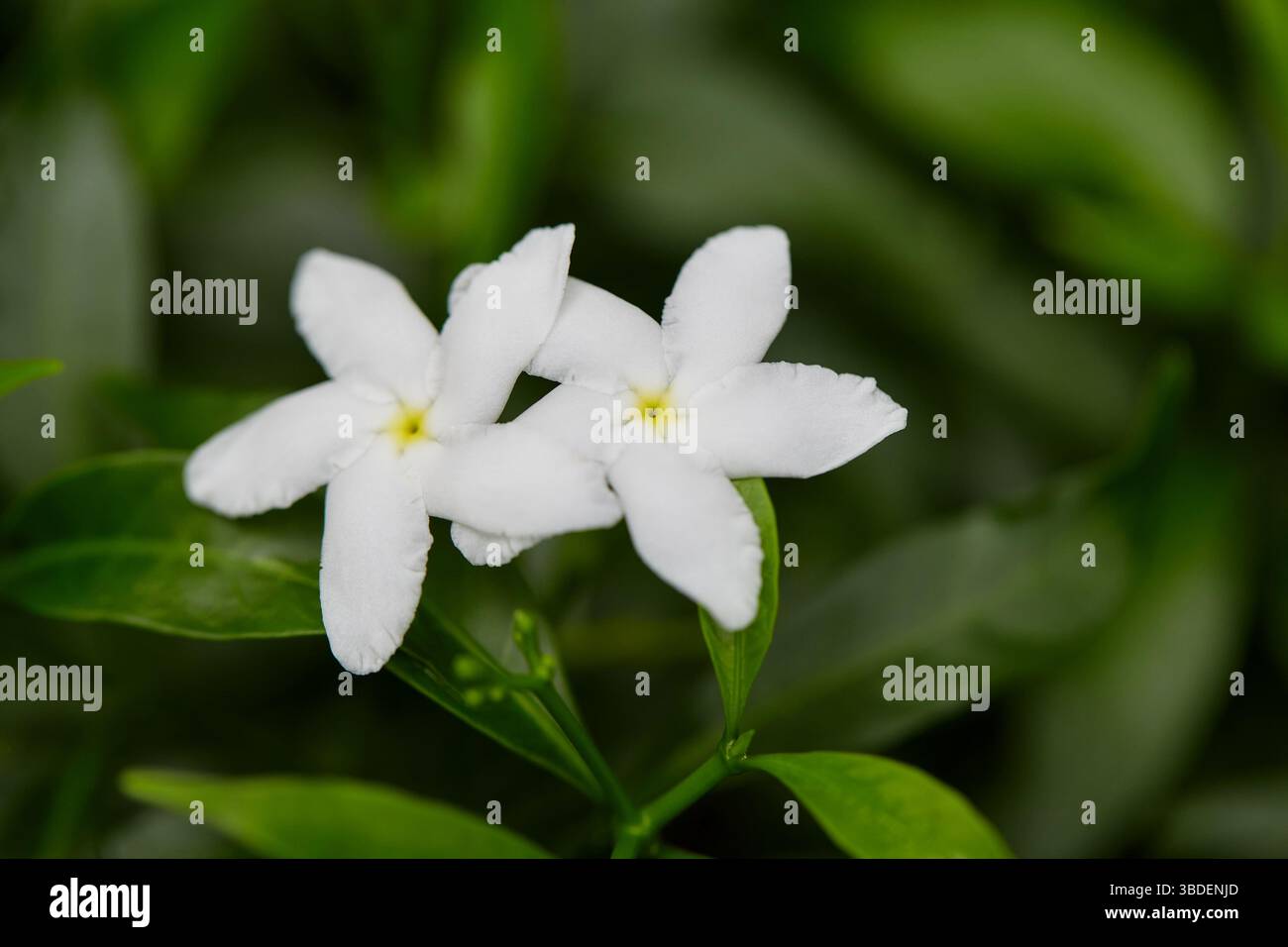 Nahaufnahme des weißen Gerdenia Crape Jasmin, der auf grünem Blatt blüht Stockfoto