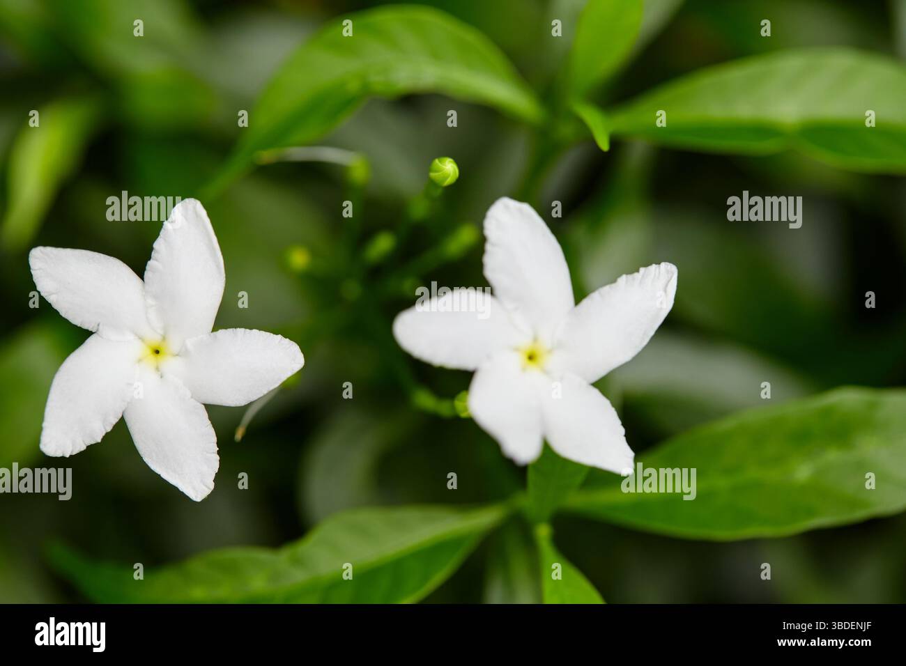 Nahaufnahme des weißen Gerdenia Crape Jasmin, der auf grünem Blatt blüht Stockfoto