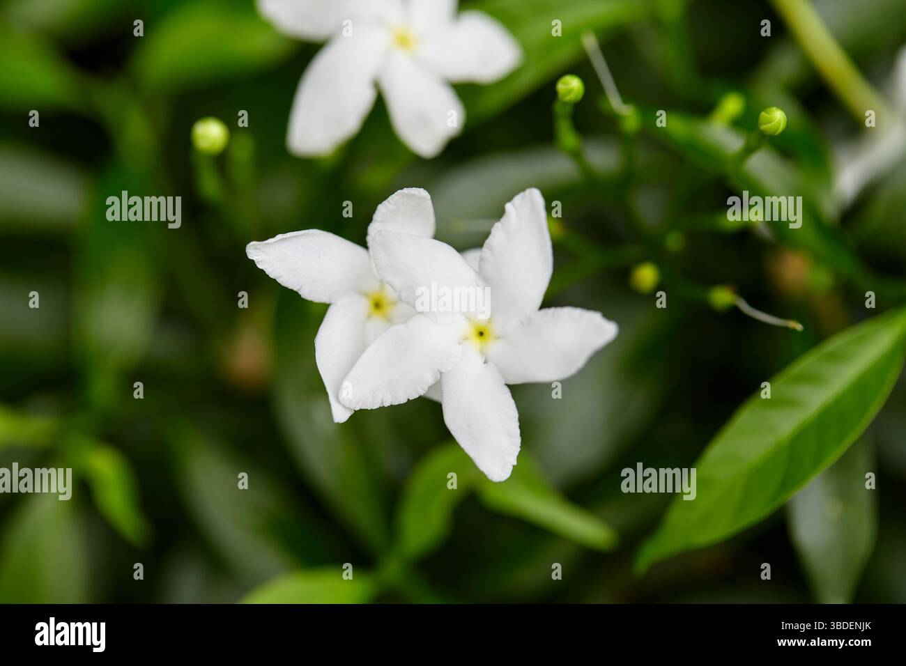 Nahaufnahme des weißen Gerdenia Crape Jasmin, der auf grünem Blatt blüht Stockfoto