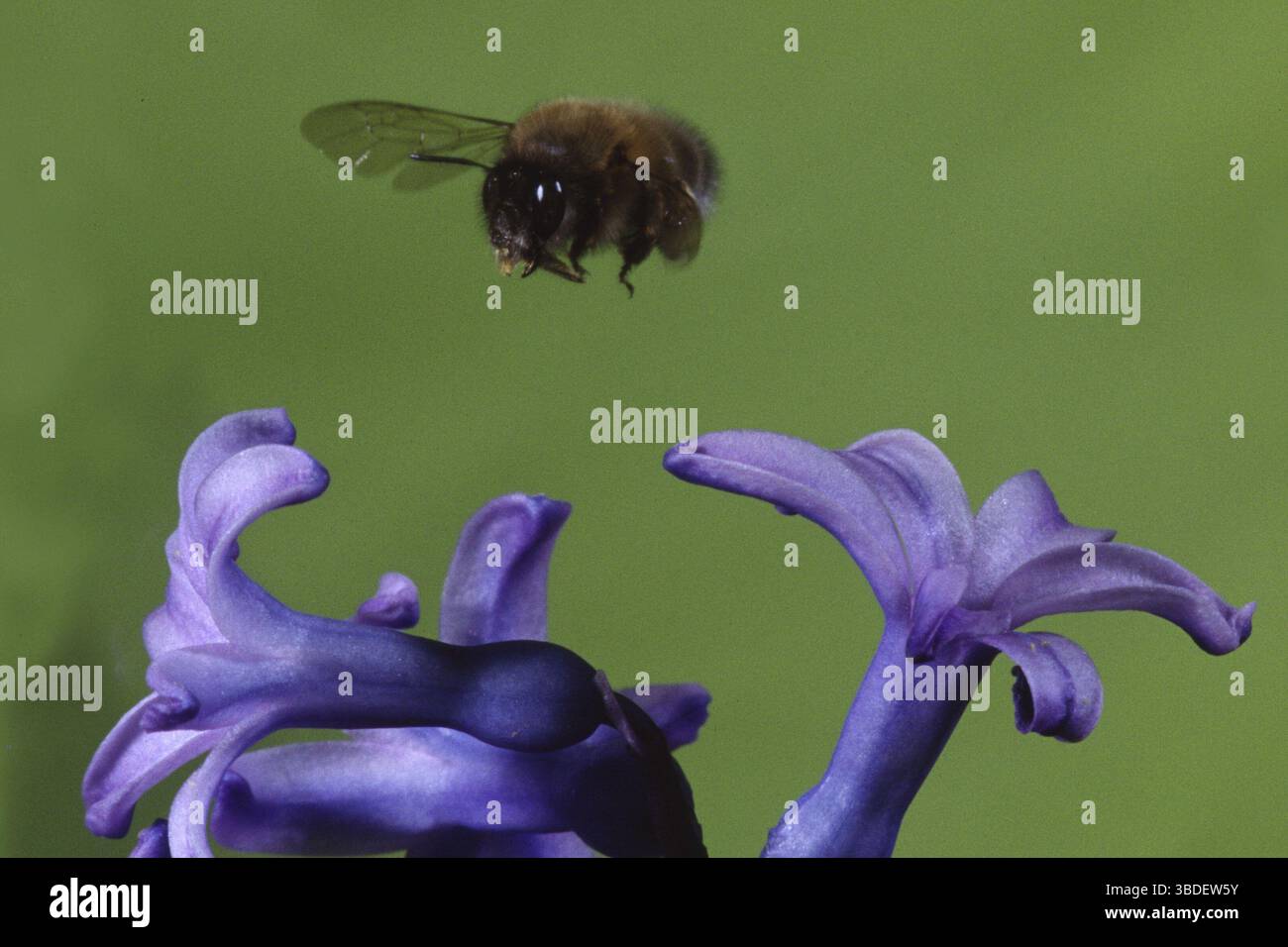 Gemeine Carder-Biene (Bombus pascuorum) (Bombus agrorum), Ackerhummel Stockfoto