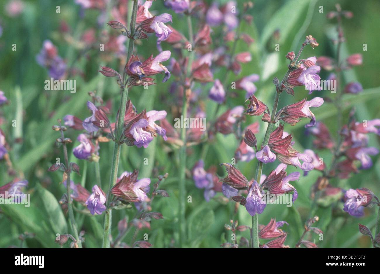 Gemeiner Salbei 'Berggarten', Gemeiner Salbei (Salvia officinalis) 'Berggarten', Blumen, Gewürzpflanzen, Topfkräuter, Labiatae, Heilkräuter, Landschaft, Horizont Stockfoto