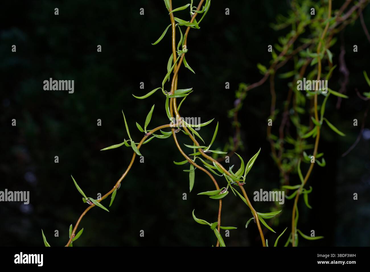 Salix Matsudana „Tortuosa“ typische verdrehte Zweige Einer Korkenzieherweide mit jungen Blättern im Frühling vor dunklem, verschwommenem Hintergrund Stockfoto