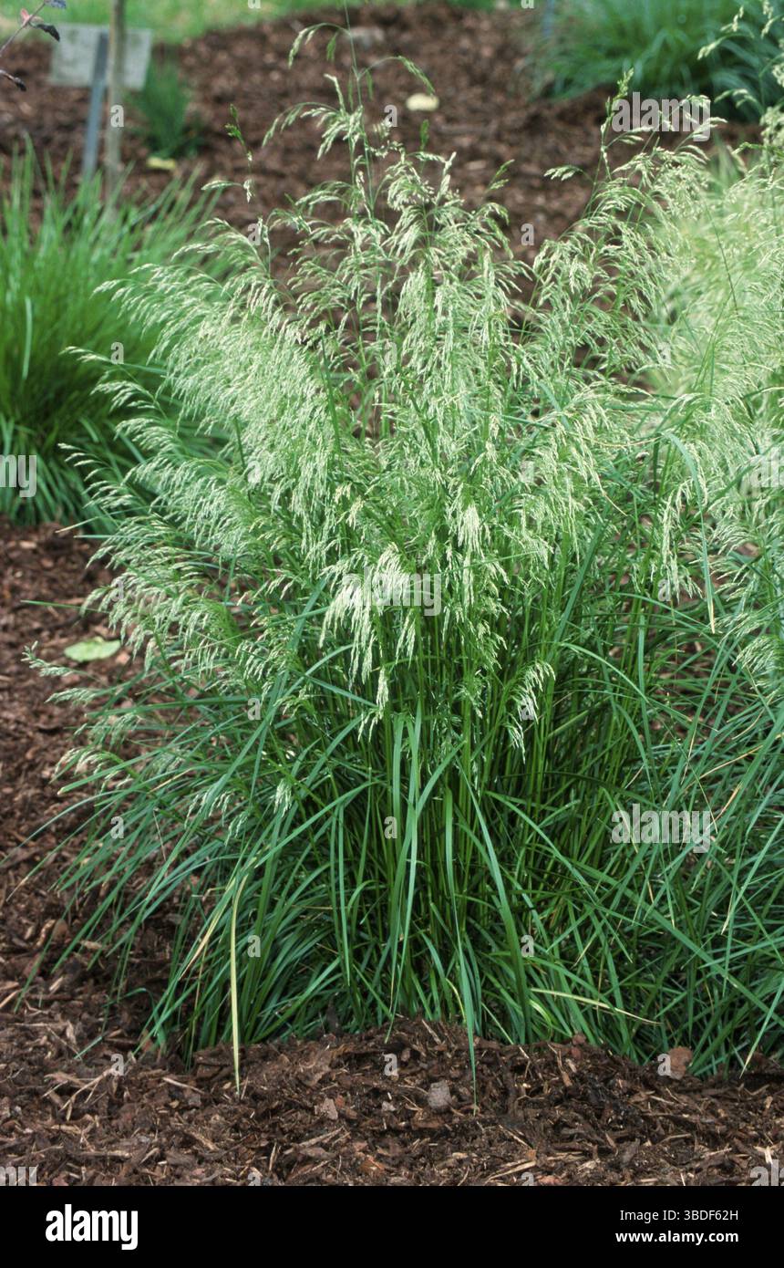 Getuftete Haareste, Rasengras (Deschampsia cespitosa) Goldschleier, Pflanzen, Gras (Gramineae) Stockfoto