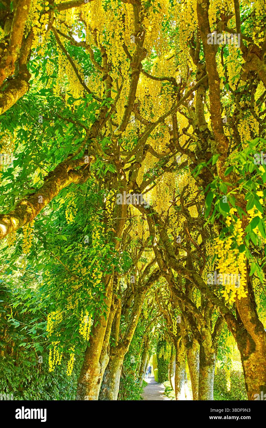Cawdor Castle in Nairnshire Schottland die gelben Blüten des Laburnum Walk Laburnum anagyroides im Frühling Stockfoto