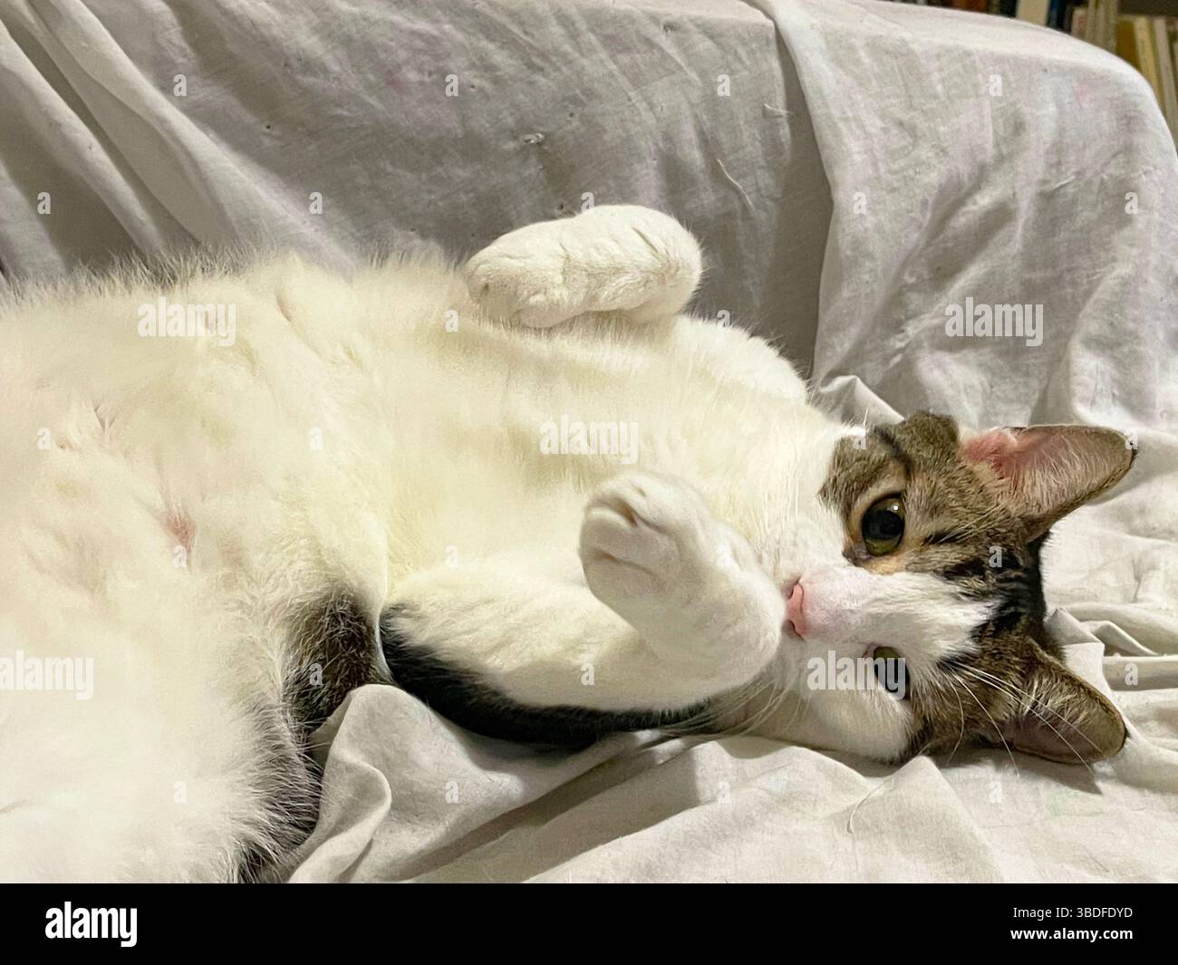 Gestromte und weiße Katze liegend drehen Schildkröte - Smartphone-aufgenommenes Stockfoto