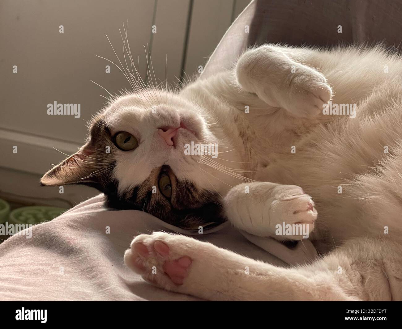 Gestromte und weiße Katze liegend drehen Schildkröte - Smartphone-aufgenommenes Stockfoto