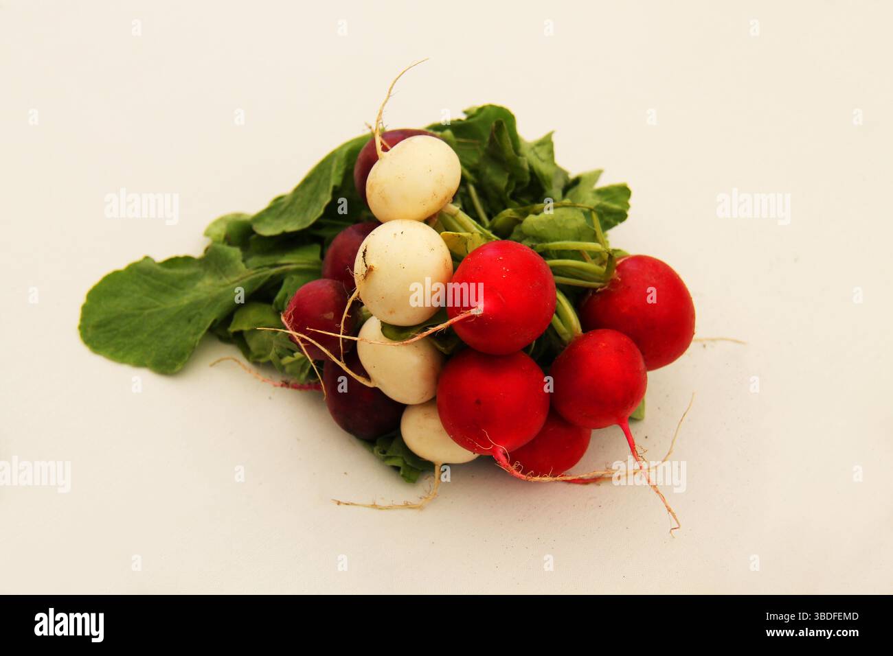 Eine Sammlung frisch geernteter roter und weißer Radieschen. Stockfoto