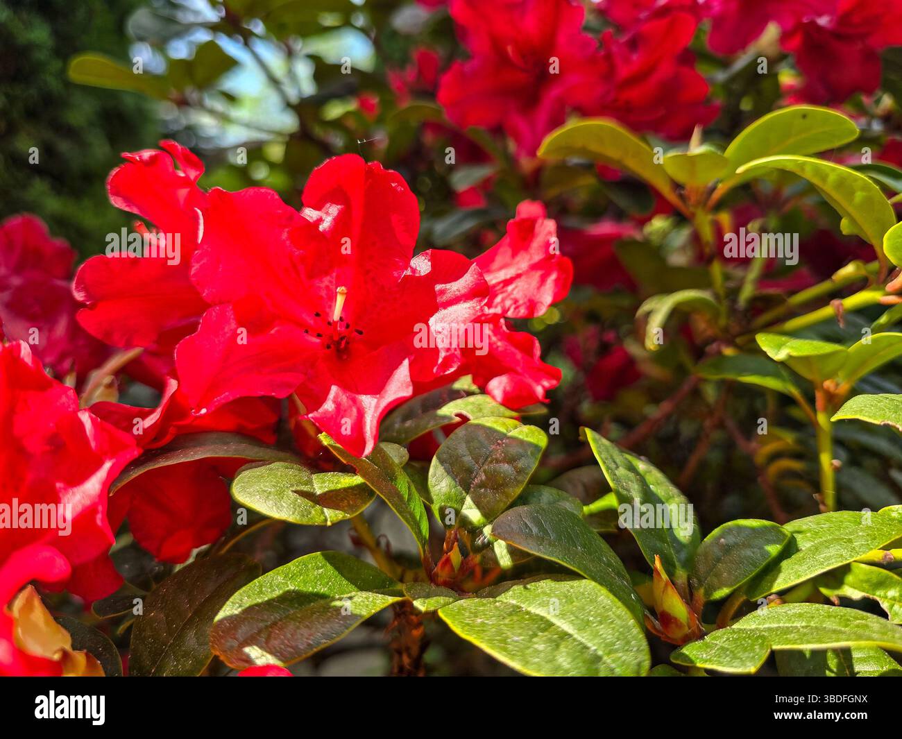 Rote Azaleblüten leuchten im Sonnenlicht, umgeben von glänzend grünen Blättern in einem lebendigen und blühenden Garten Stockfoto