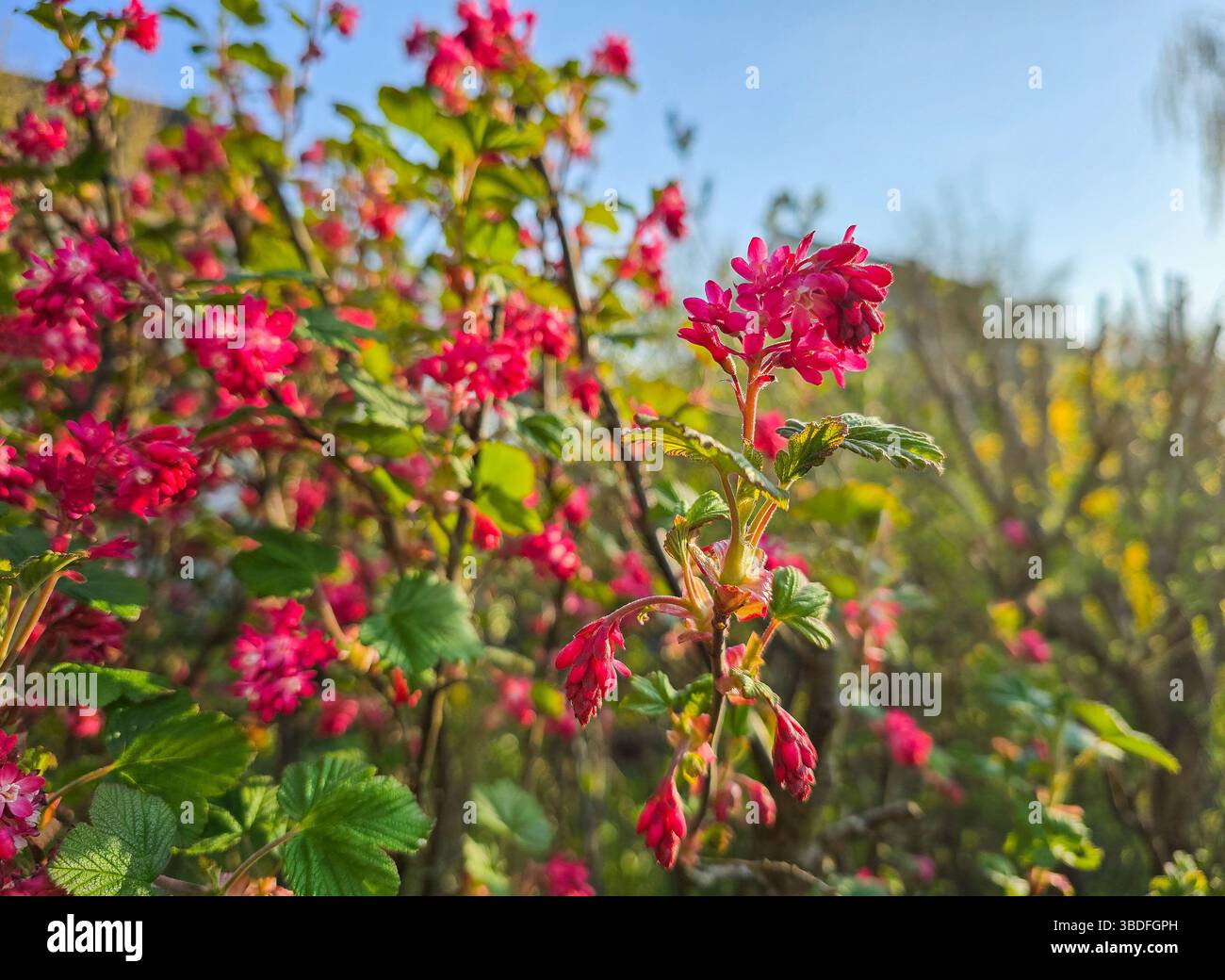 Leuchtend rosa blühende Johannisbeerblüten leuchten im warmen Sonnenlicht, umgeben von üppig grünen Blättern und einer lebendigen Gartenkulisse an einem klaren Frühlingstag Stockfoto