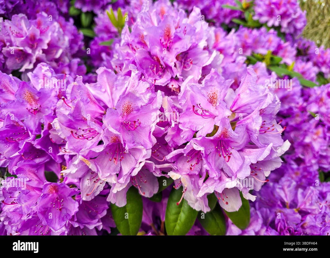 Rosa oder lila Rhododendronblüte während der Blüte Stockfoto