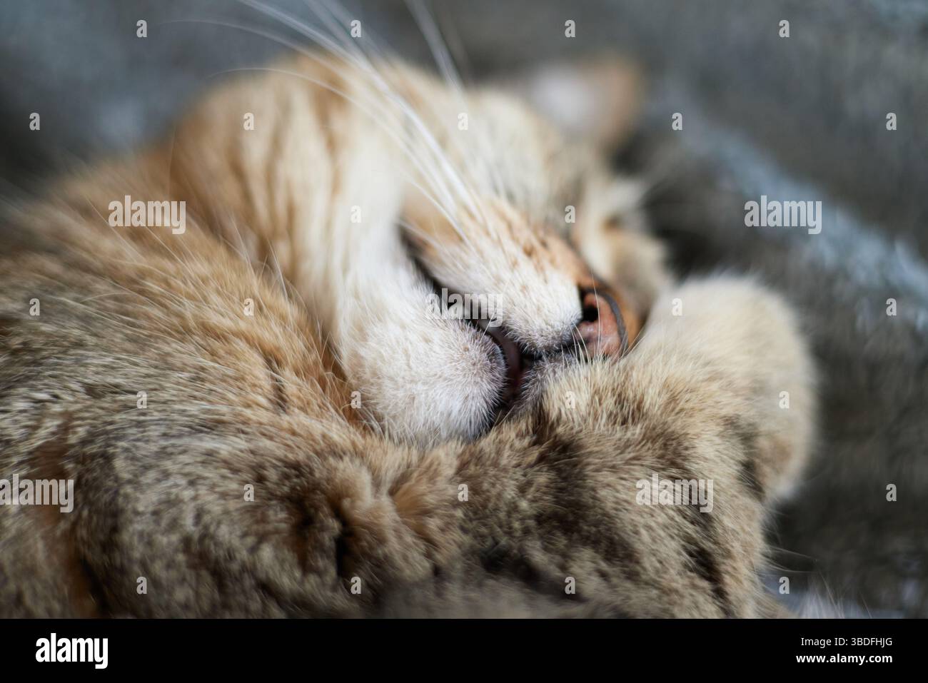 Eine flauschige Katze liegt auf ihrer Seite, die Pfoten unter ihrem Kinn versteckt und scheint ein ruhiges Nickerchen zu genießen. Sein Fell ist weich und gepflegt und zeigt eine Mischung aus Stockfoto