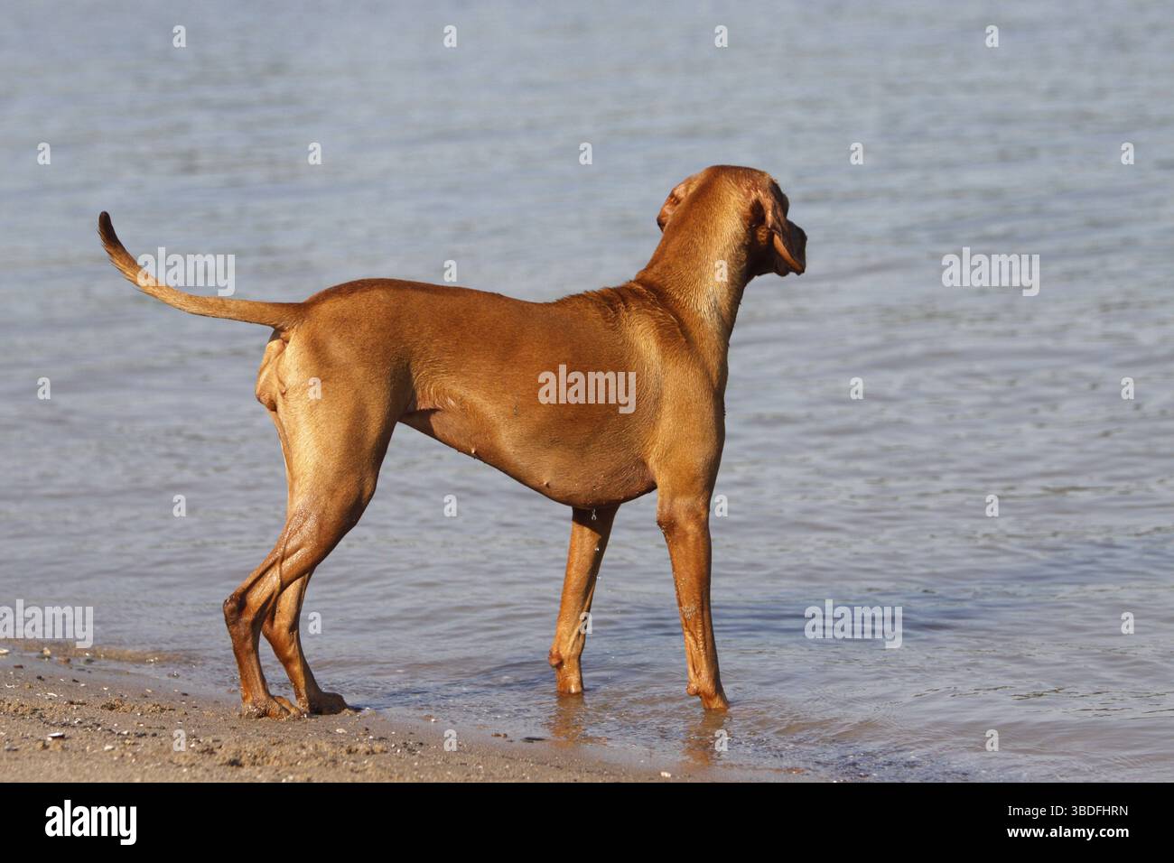 Magyar Vizsla, Ungarischer Pointing Dog Stockfoto