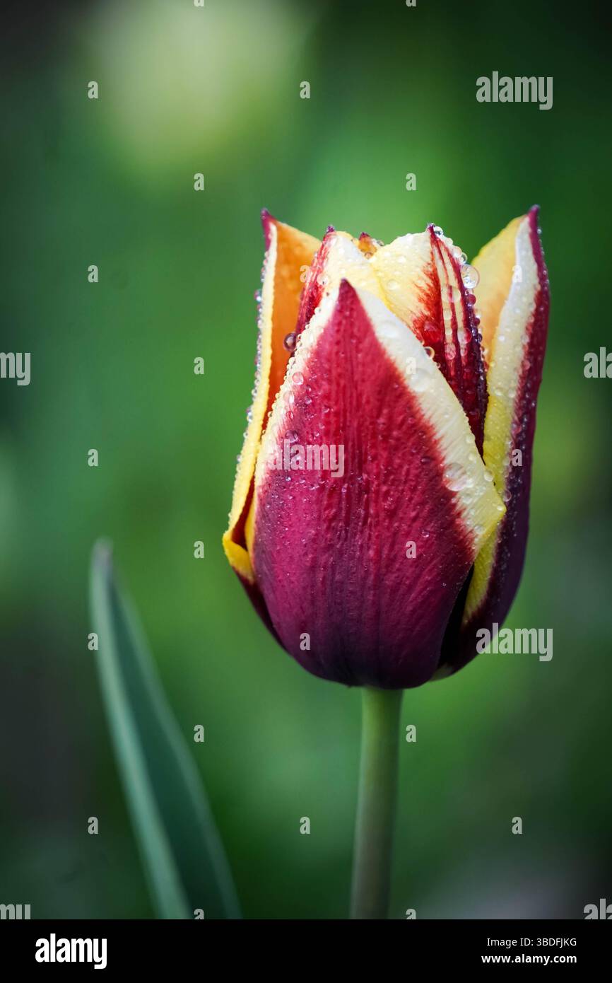 Zweifarbige Tulpe mit Tautropfen im Frühlingsgarten – Makroaufnahme aus nächster Nähe Stockfoto