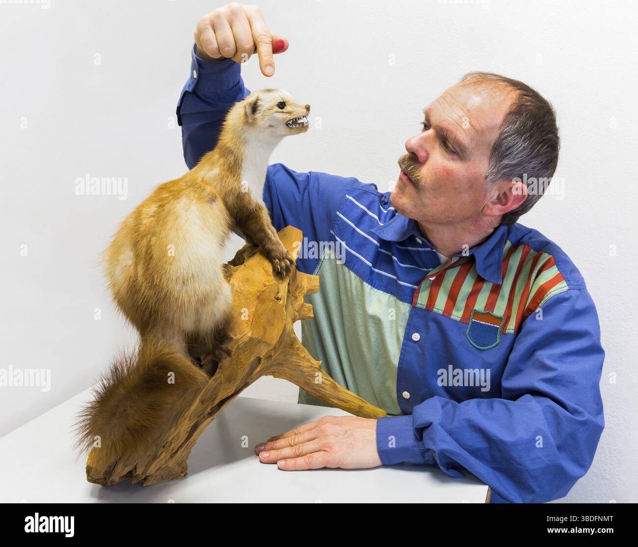Mann, der auf ausgestopften Steinmarder zeigt, für Bildung isoliert auf weißem Hintergrund Stockfoto