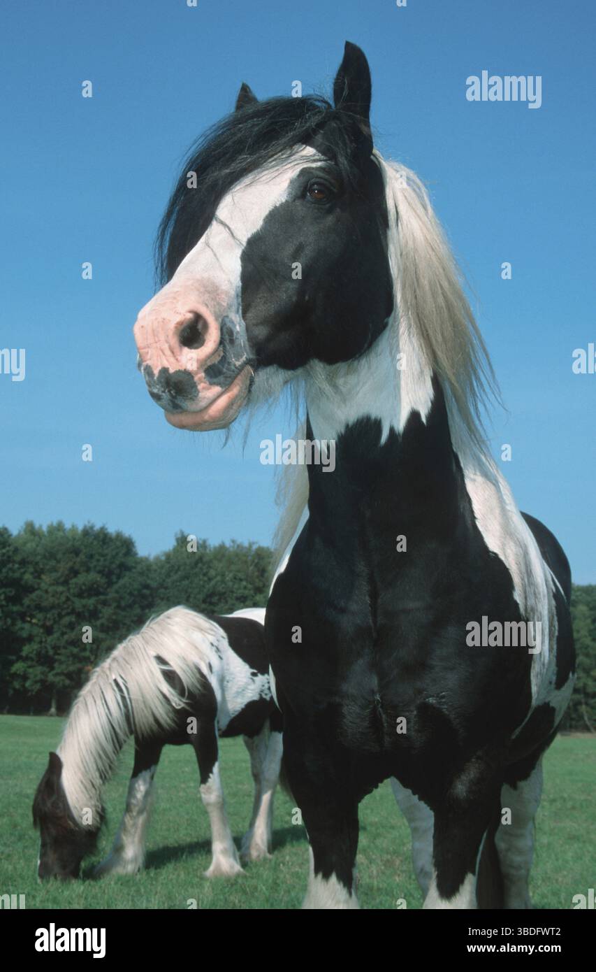 Irische Tinker-Ponys, Hengst Stockfoto