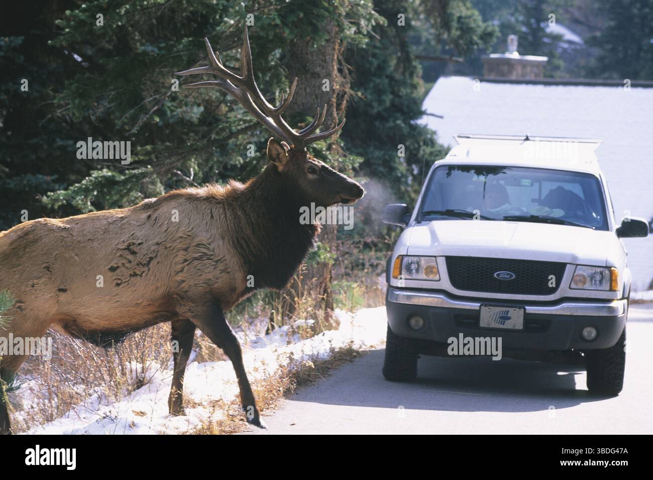 Wapiti, männliche Kreuzung vor dem Auto, City of Estes Park, Colorado, USA (Cervus elaphus nelsoni) Stockfoto