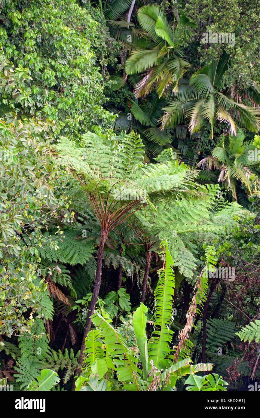 Riesenbaumfarn, El Yunque National Forest, Puerto Rico Stockfoto