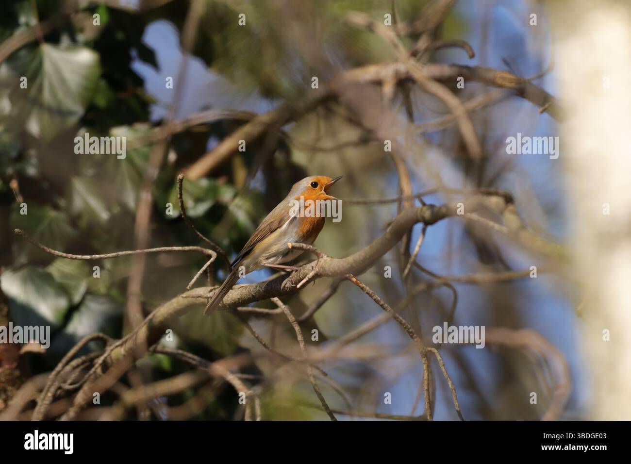 Rougegorge familier (Erithacus rubecula) Erithacus rubecula in seinem natürlichen Element Stockfoto