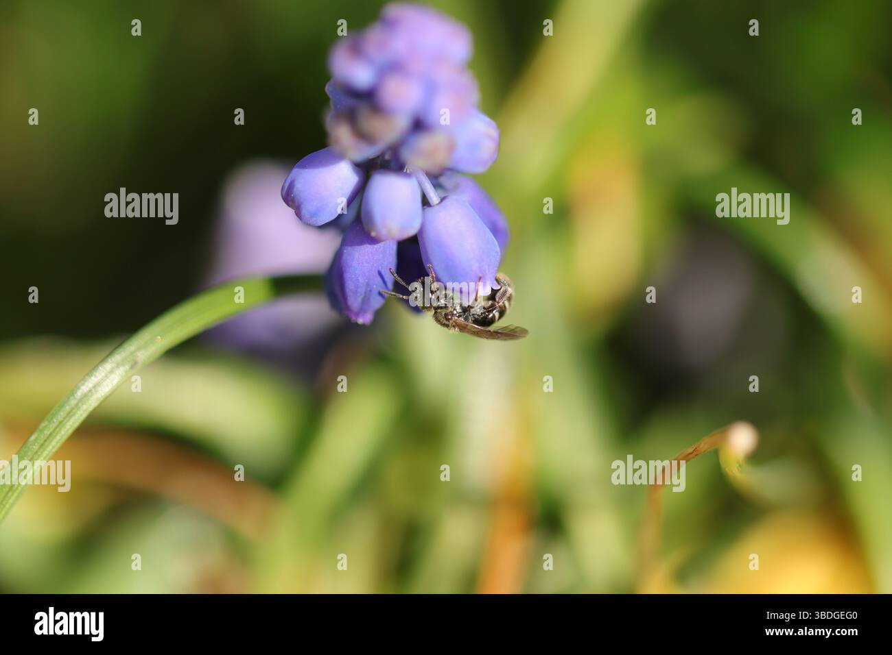 Lasioglossum sp. Lasioglossum sp. Über eine nicht identifizierte Blume oder Pflanze Stockfoto