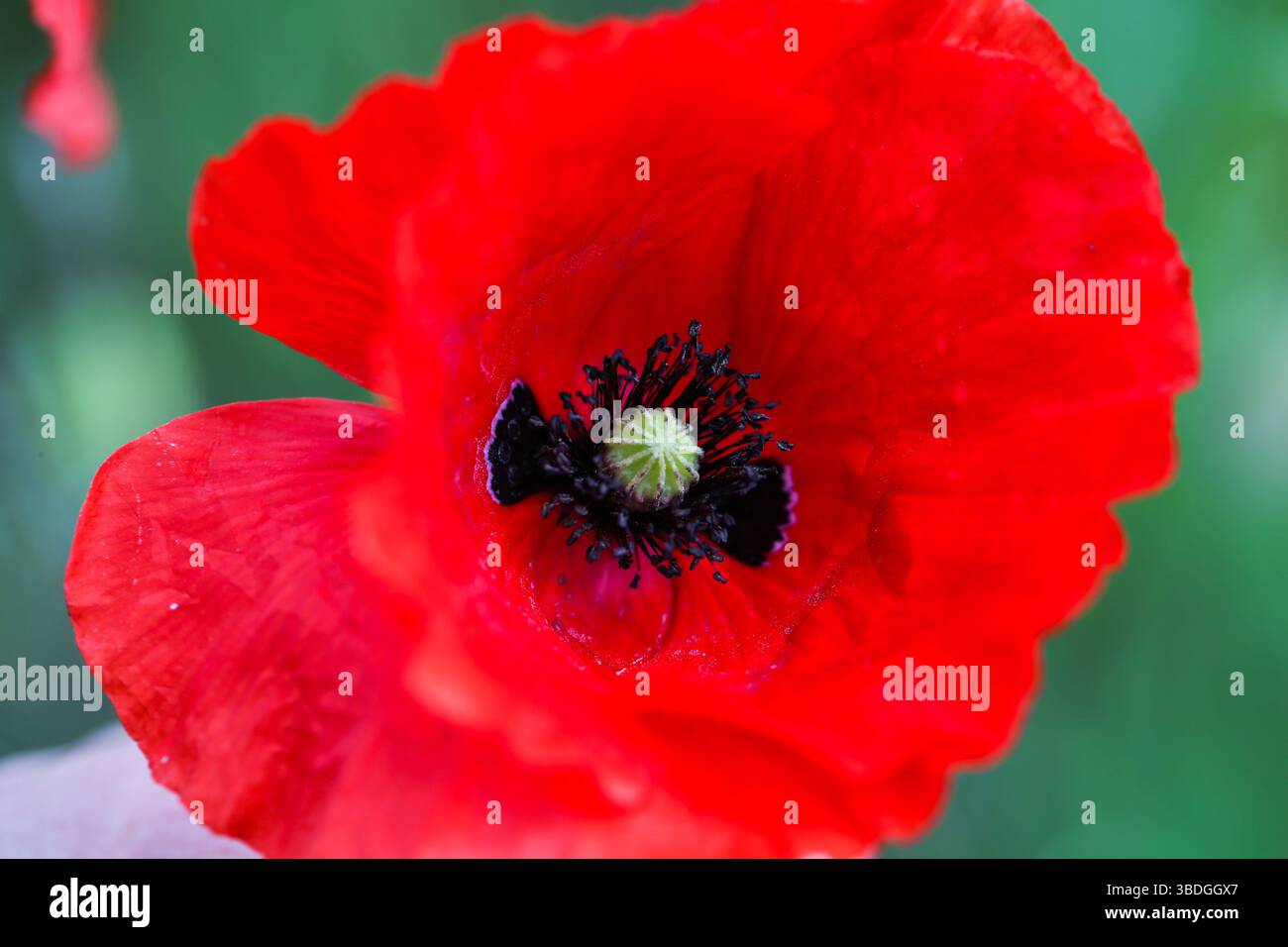 Natur, Mohn, Blüte, Sommer, botanisch, Pflanze, Blume, rot, Frühling, Flora, blume, Blüte, Design, Wiese, Hintergrund, Feld, Mohn, Grün, natura Stockfoto