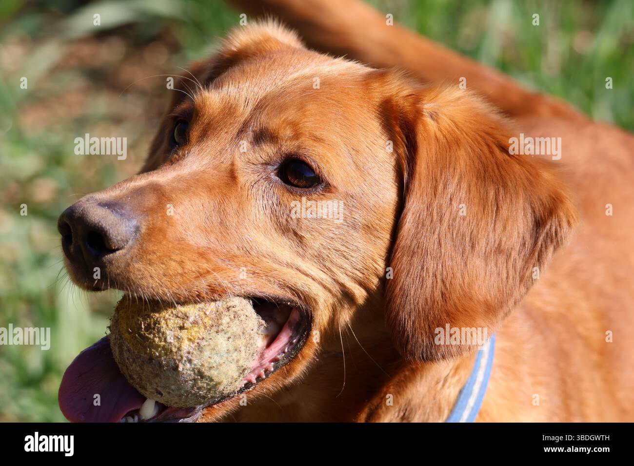 Der Hund geht spazieren und spielt mit einem Ball an einem sonnigen Tag, hat gerade den Ball gefangen und ihn in den Mund gehalten. Stockfoto
