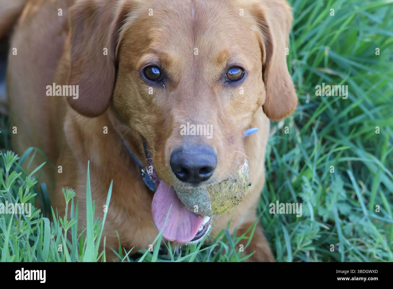 Der Hund entspannt sich mit dem Ball im Mund auf dem Gras. Ein heller, sonniger Tag Stockfoto