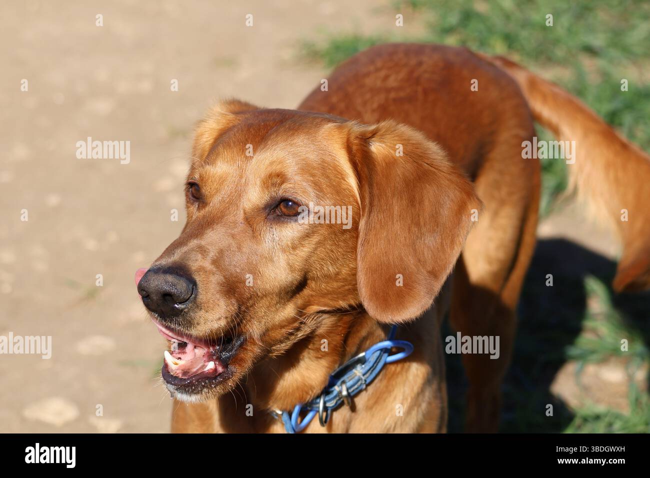 Machen Sie einen Spaziergang an einem sonnigen Tag. Sie blicken über das Feld und genießen den Tag. Stockfoto