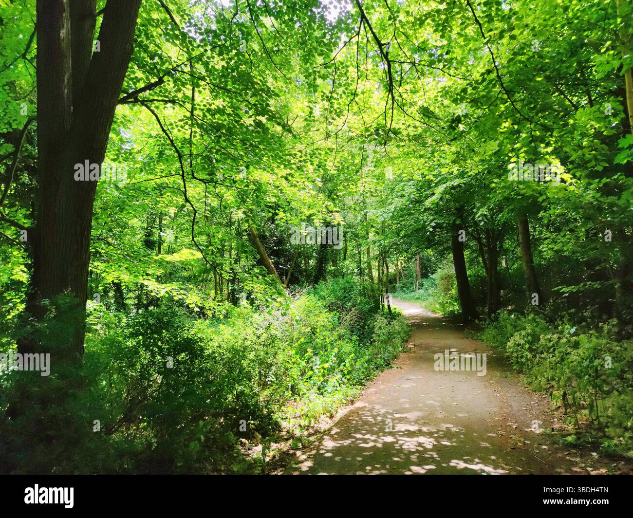 Üppiges grünes Laub über einem Fußweg im öffentlichen Park Waterpartij in der Stadt Haag, Niederlande Stockfoto
