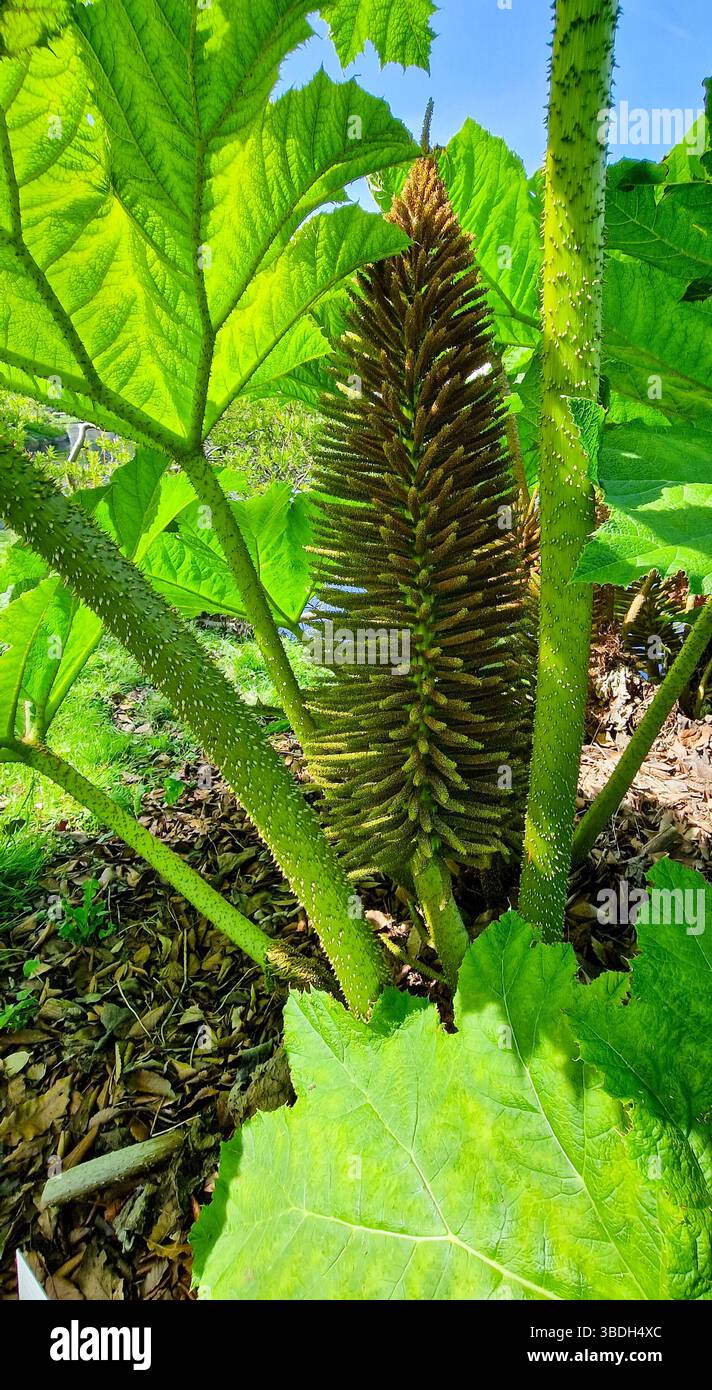 Detaillierte Abbildung von Gunnera manicata, bekannt als brasilianischer Riesenrhabarber im botanischen Garten „Hortus Botanicus“ der Universität Leiden, Niederlande. Stockfoto