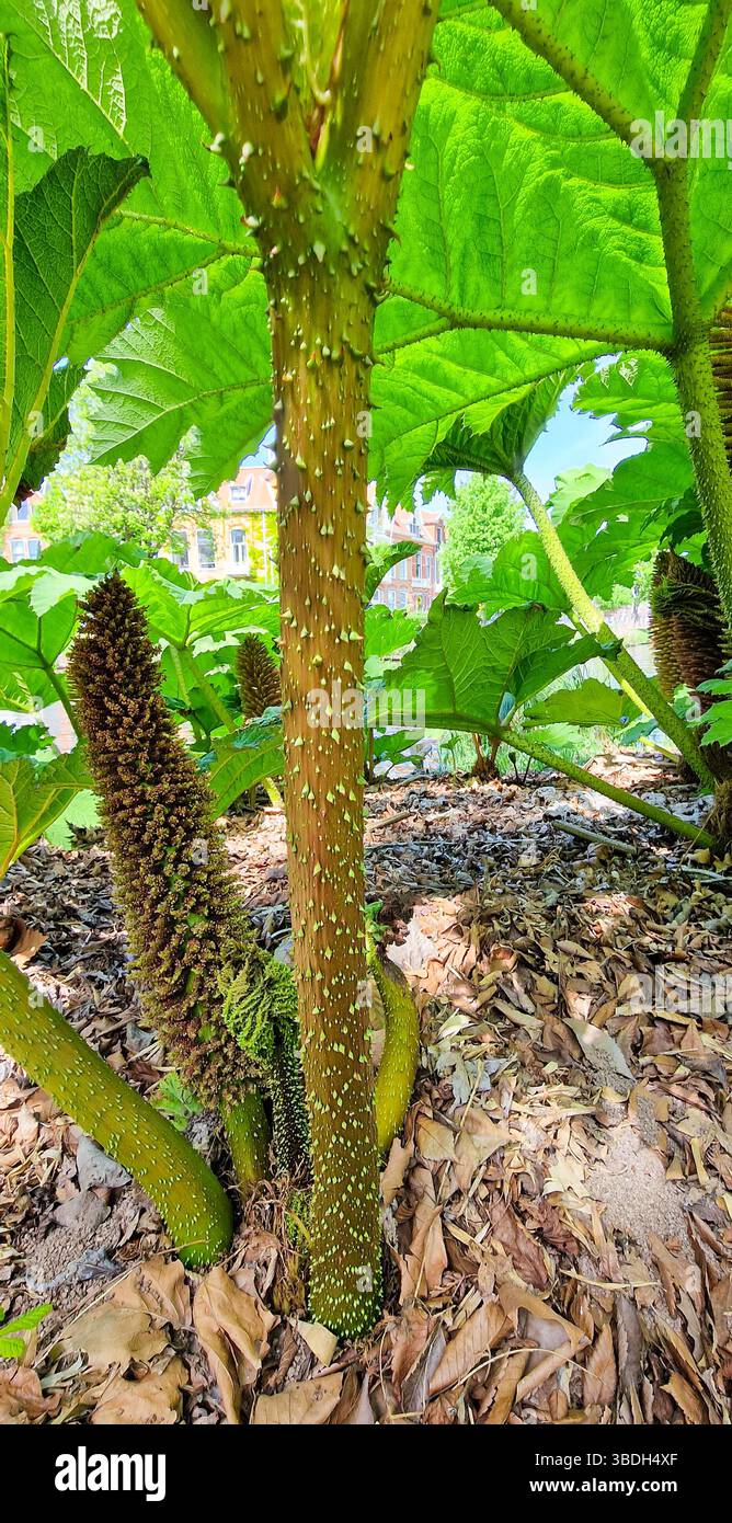 Detaillierte Abbildung von Gunnera tinctoria, bekannt als Riesenrhabarber im botanischen Garten ¨Hortus Botanicus¨ der Universität Leiden, Niederlande. Stockfoto