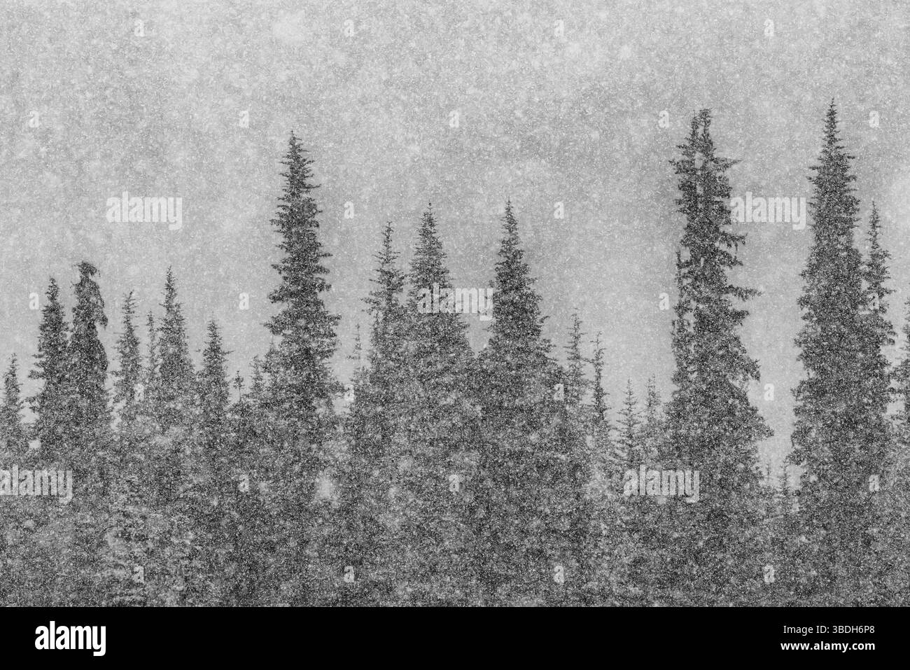 Friedlicher Schneefall auf Hurricane Ridge im Mai, Olympic National Park, Washington State, USA Stockfoto