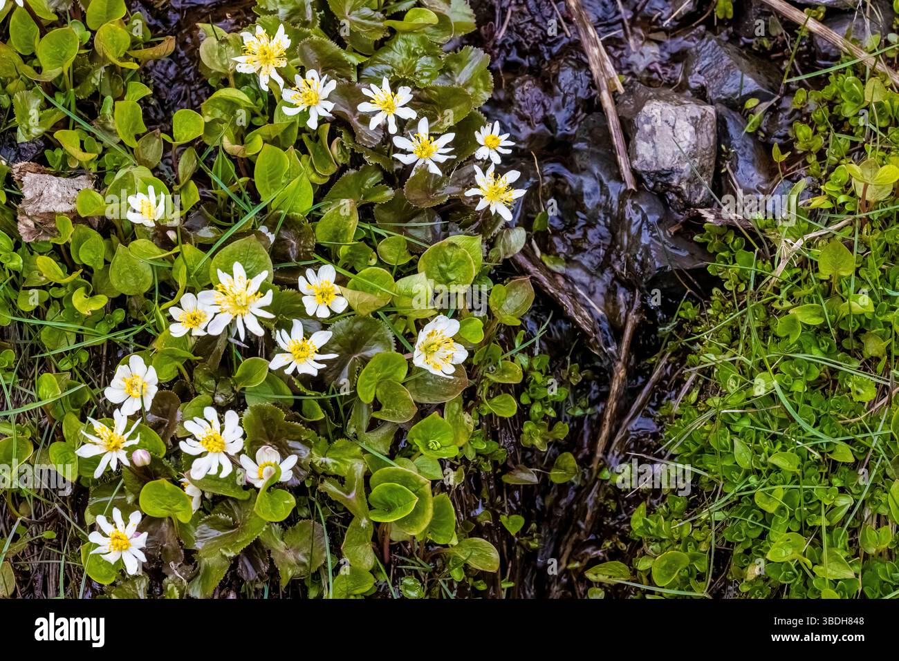 Marsh Marigold, Caltha biflora, in Siep entlang der Hurricane Ridge Road, Olympic National Park, Washington State, USA Stockfoto